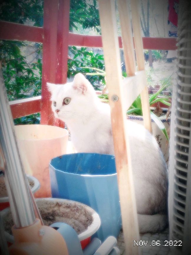 猫图片|宠物猫|猫咪|