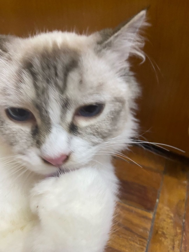 猫图片|宠物猫|猫咪|