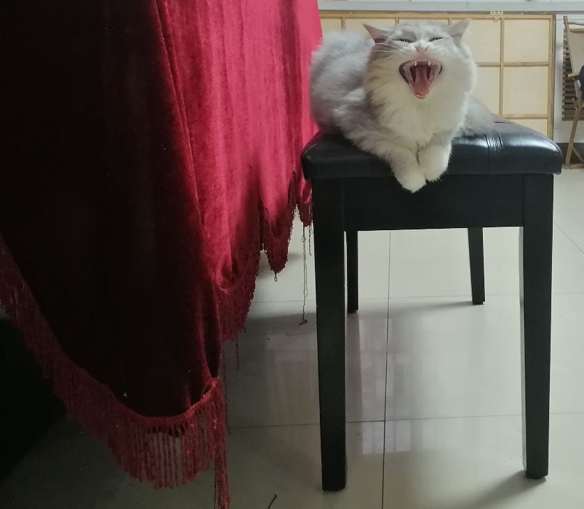 猫图片|宠物猫|猫咪|