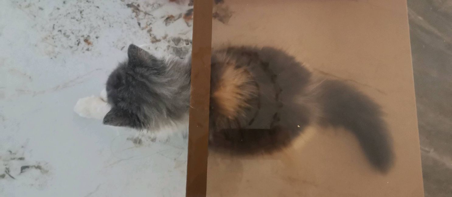 猫图片|宠物猫|猫咪|