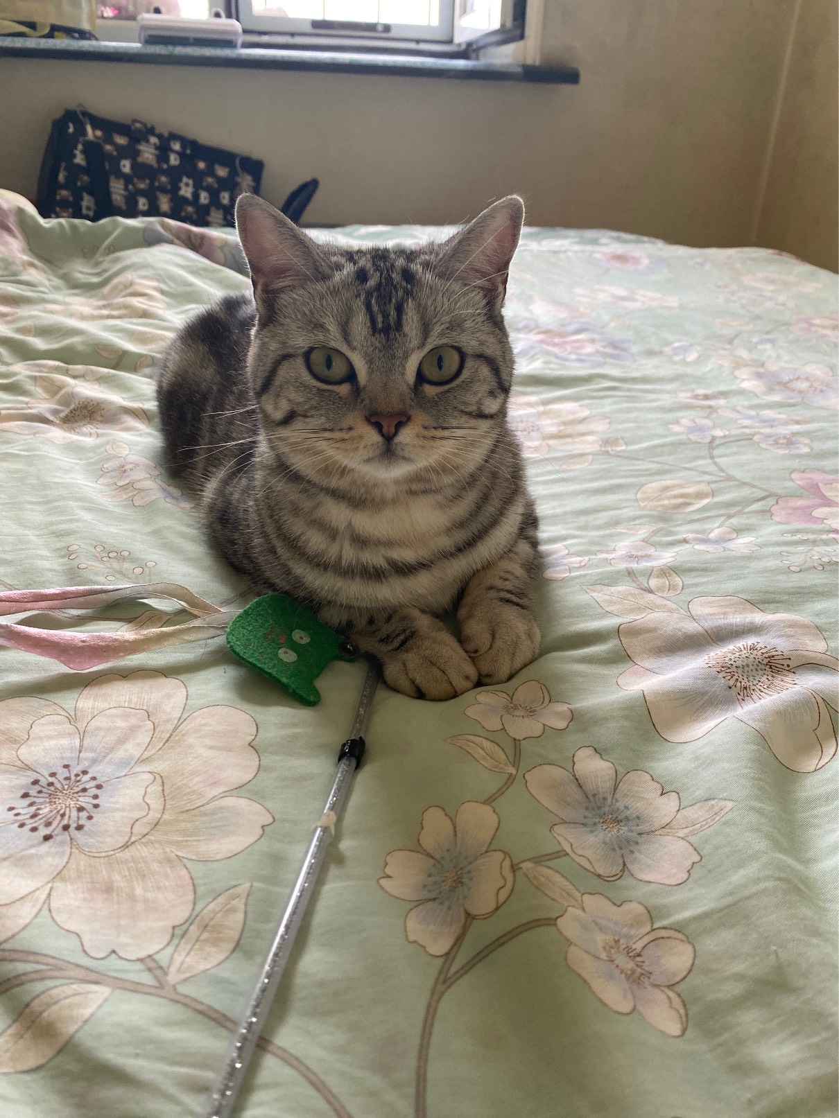 猫图片|宠物猫|猫咪|