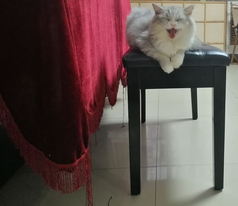 猫图片|宠物猫|猫咪|