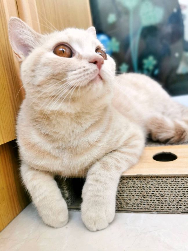 猫图片|宠物猫|猫咪|