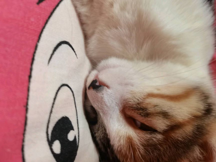 猫图片|宠物猫|猫咪|