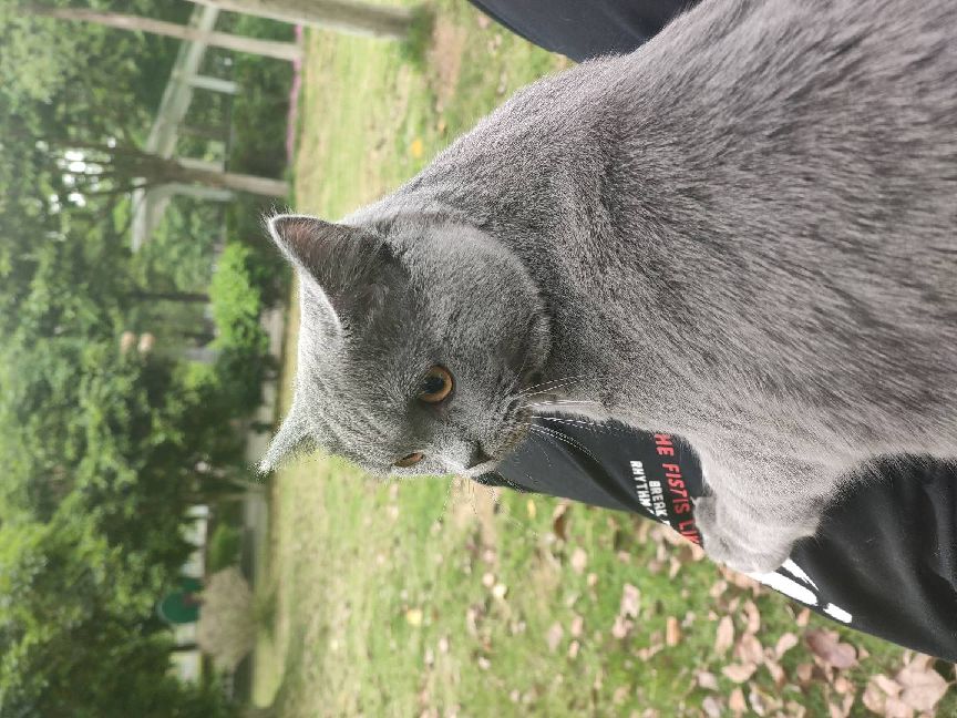 猫图片|宠物猫|猫咪|