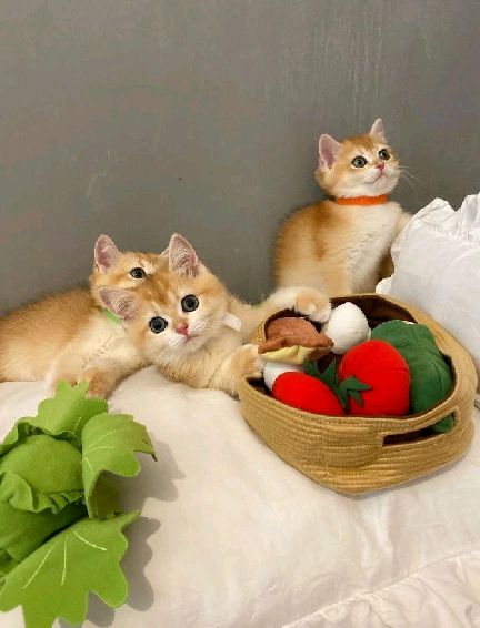 猫图片|宠物猫|猫咪|