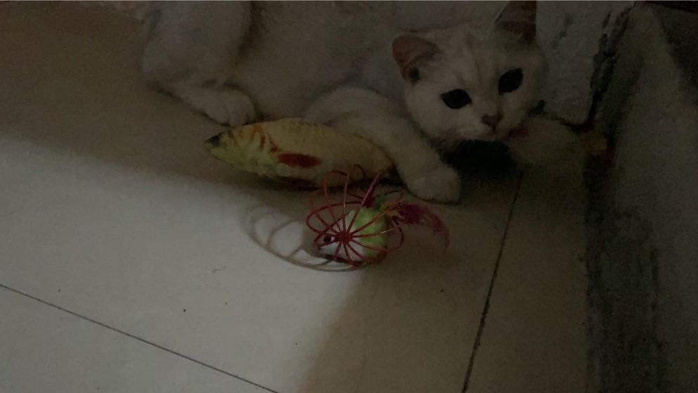 猫图片|宠物猫|猫咪|