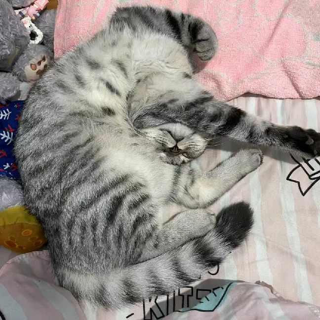 猫图片|宠物猫|猫咪|