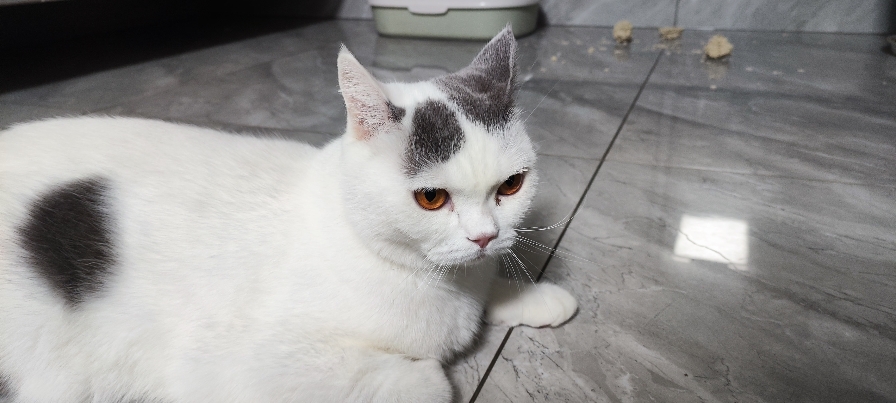 猫图片|宠物猫|猫咪|