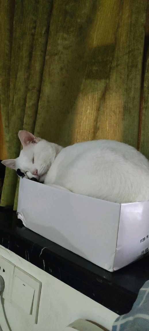 猫图片|宠物猫|猫咪|