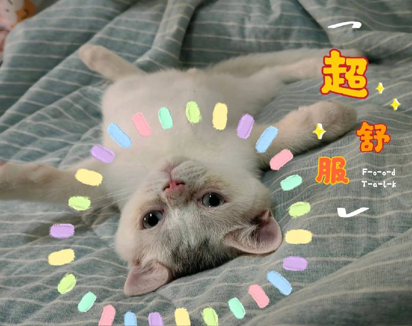 猫图片|宠物猫|猫咪|