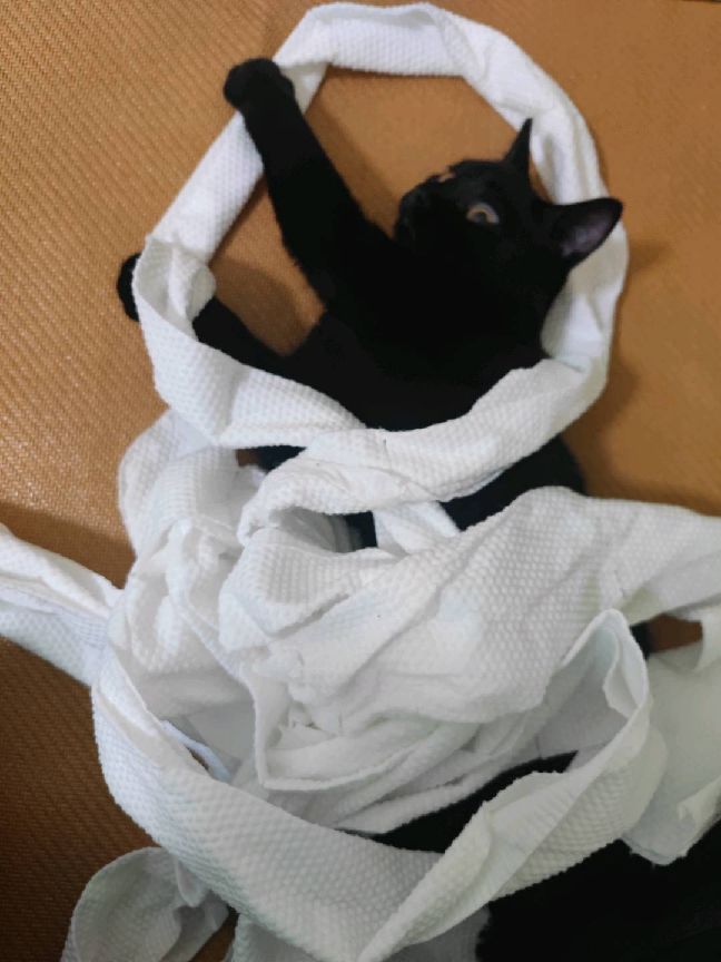 猫图片|宠物猫|猫咪|