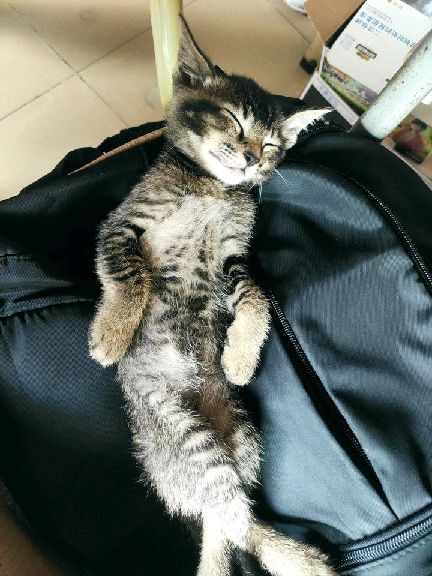 猫图片|宠物猫|猫咪|