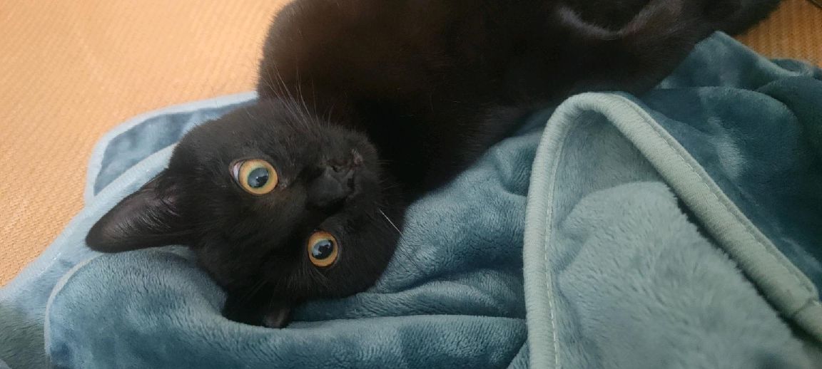 猫图片|宠物猫|猫咪|