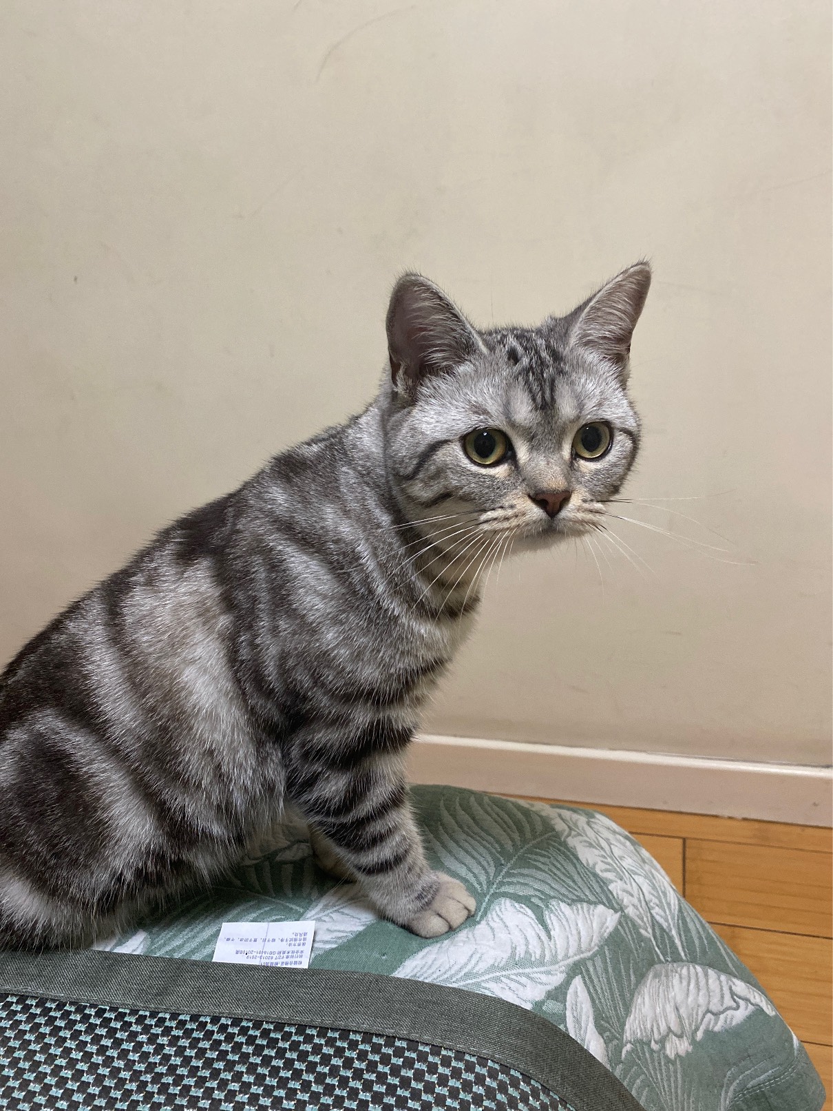 猫图片|宠物猫|猫咪|