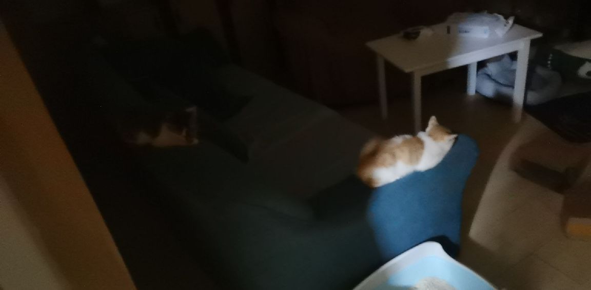 猫图片|宠物猫|猫咪|