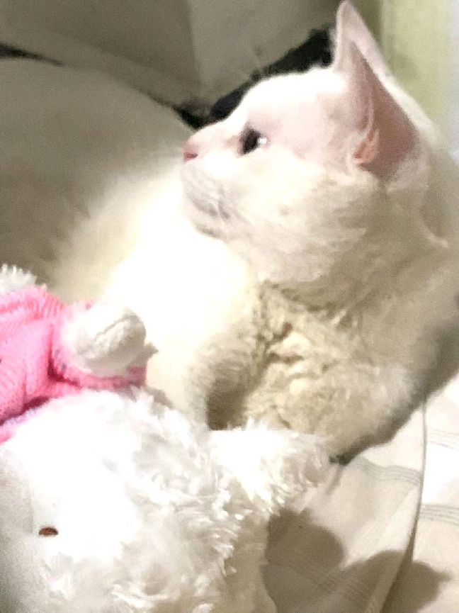 猫图片|宠物猫|猫咪|