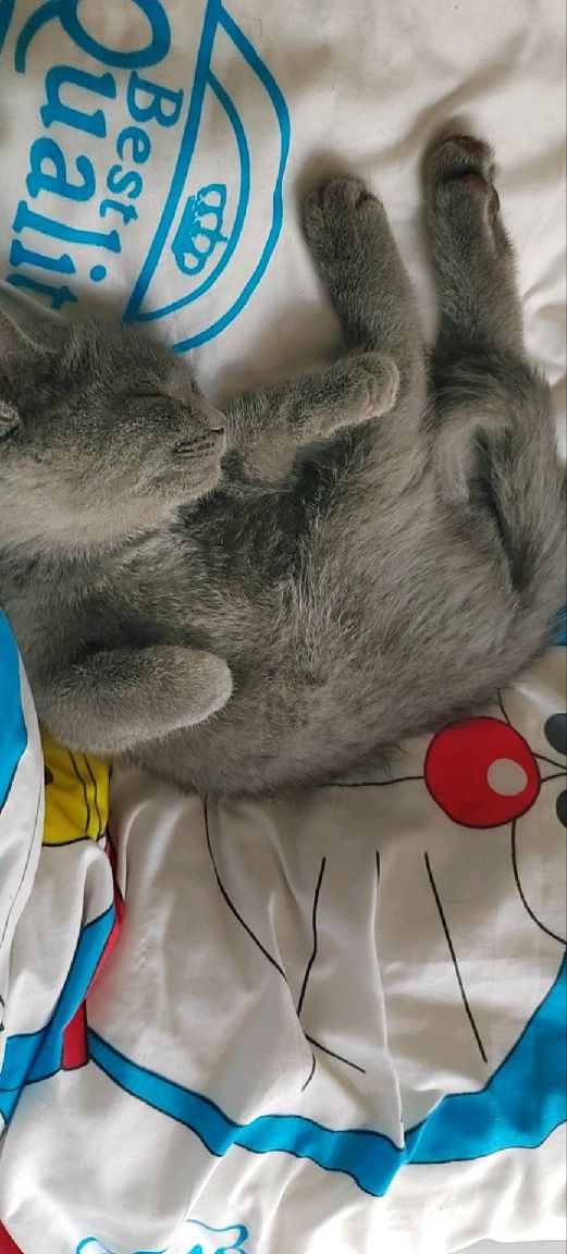 猫图片|宠物猫|猫咪|