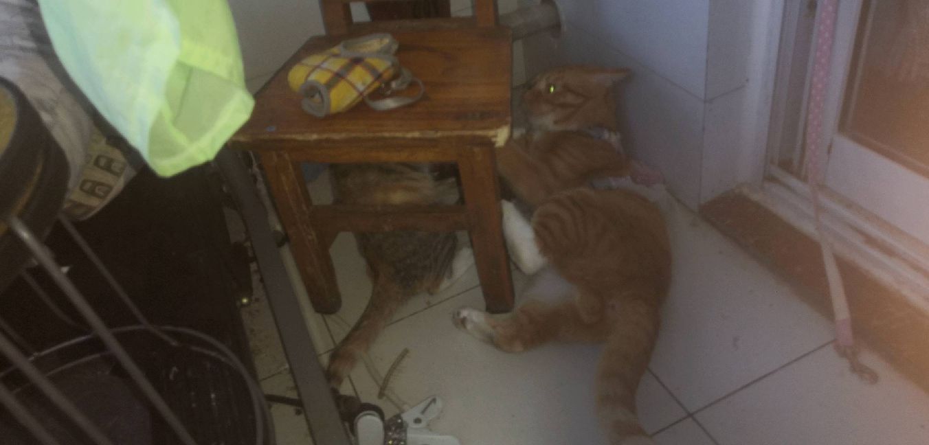 猫图片|宠物猫|猫咪|