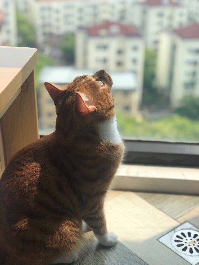 猫图片|宠物猫|猫咪|