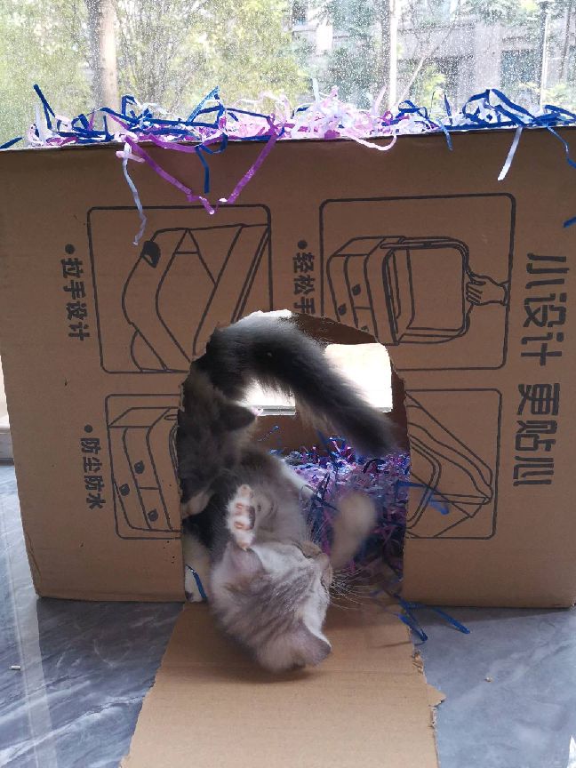 猫图片|宠物猫|猫咪|