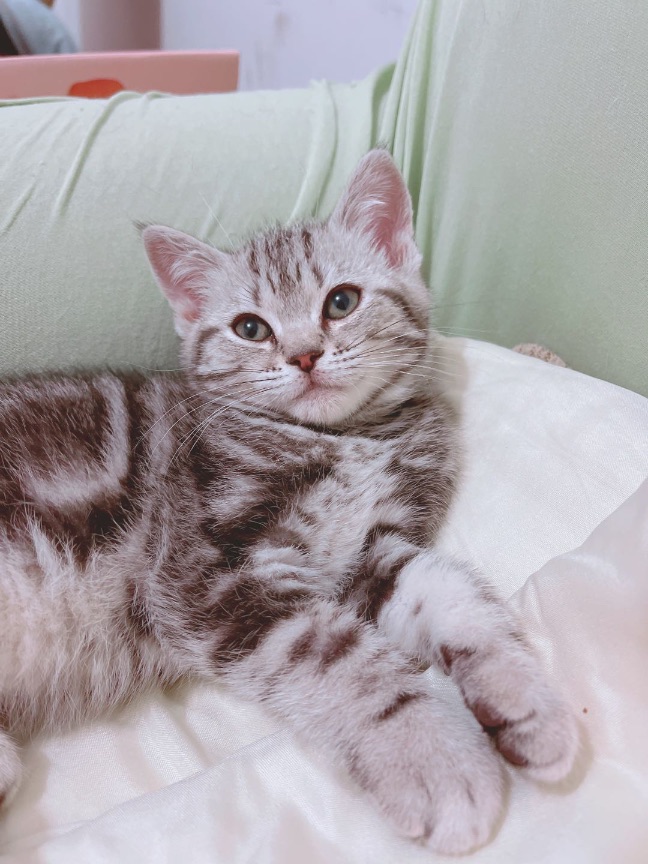 猫图片|宠物猫|猫咪|