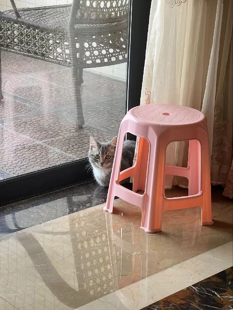 猫图片|宠物猫|猫咪|