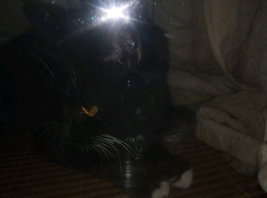 猫图片|宠物猫|猫咪|