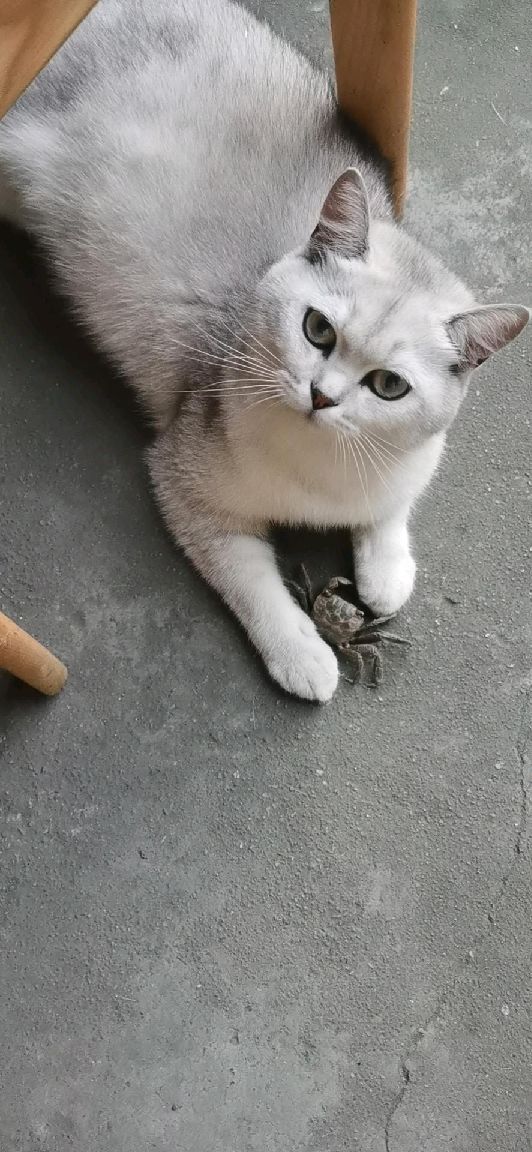 猫图片|宠物猫|猫咪|