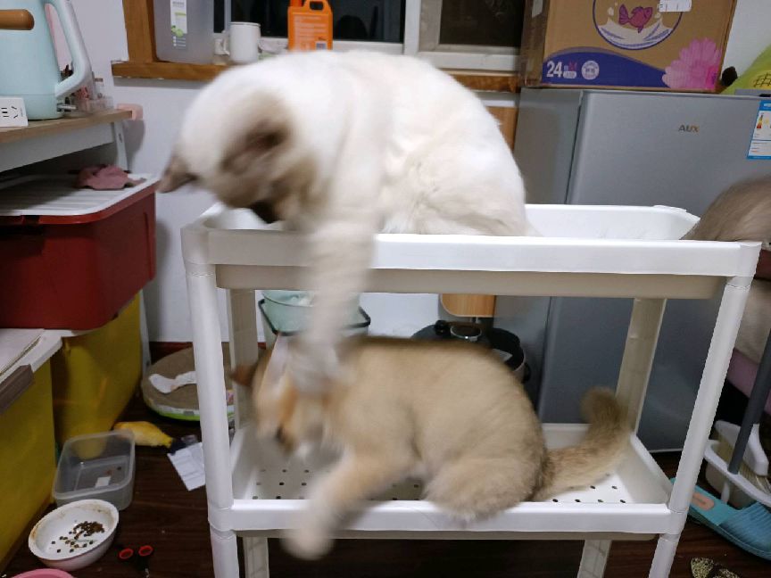 猫图片|宠物猫|猫咪|