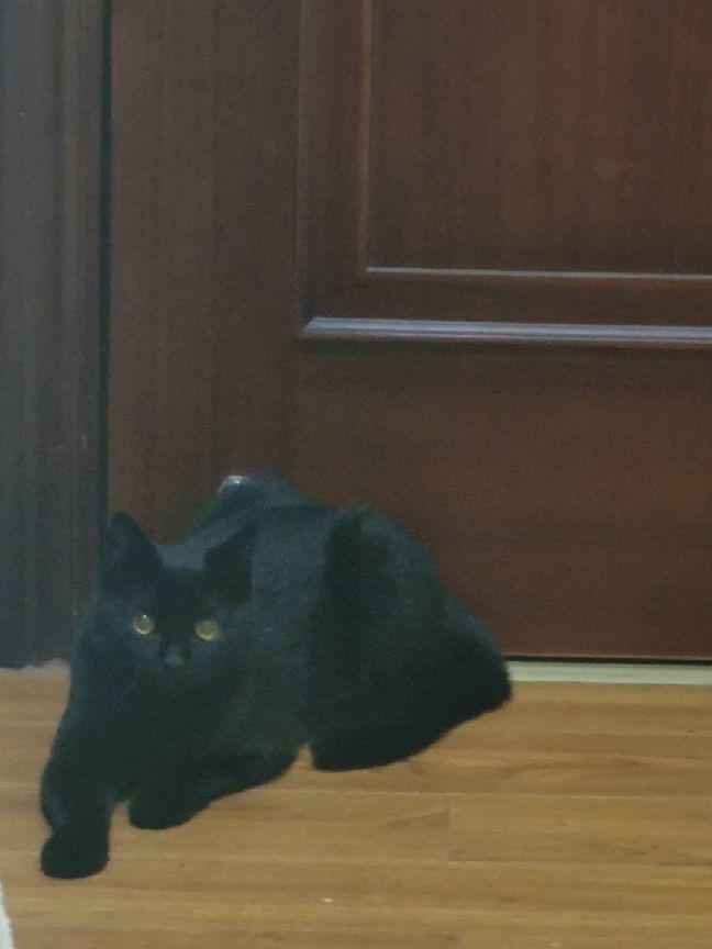 猫图片|宠物猫|猫咪|