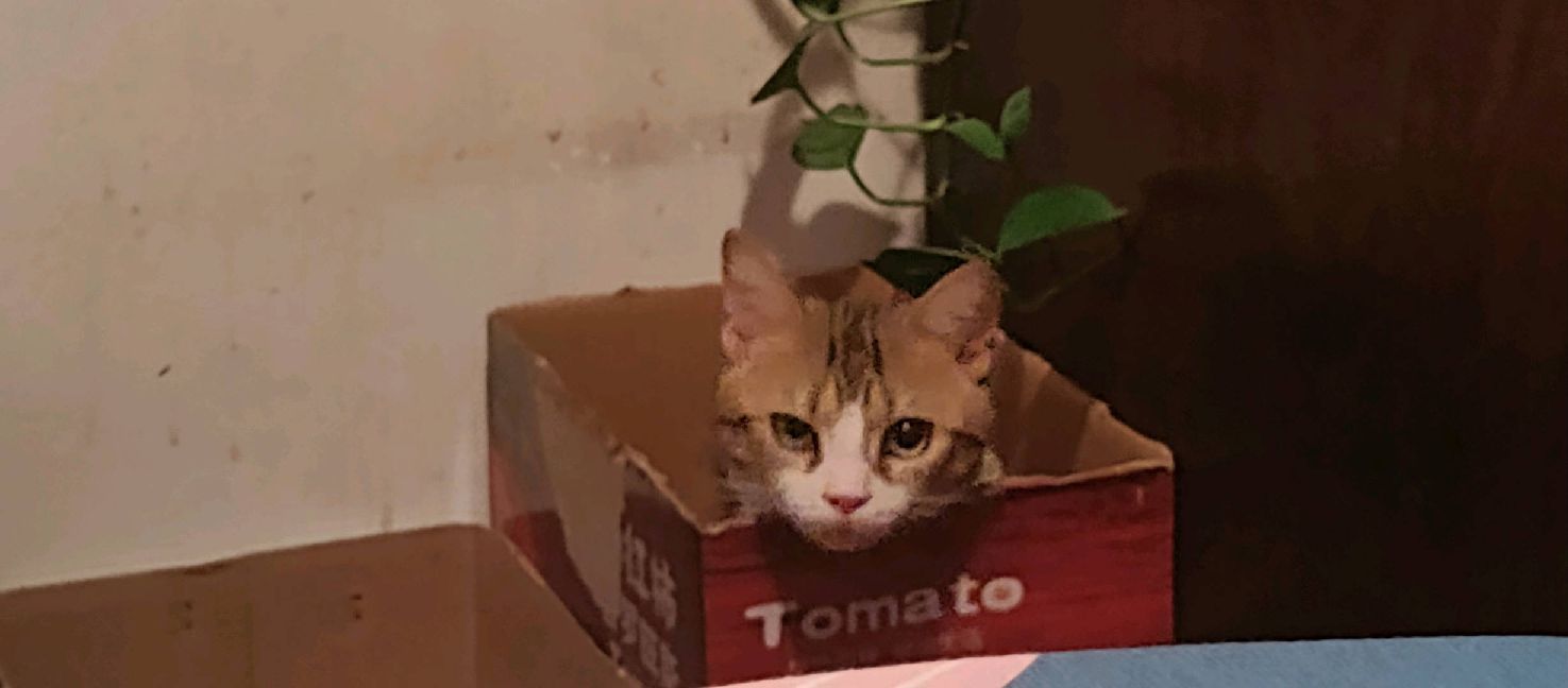 猫图片|宠物猫|猫咪|