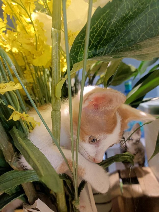 猫图片|宠物猫|猫咪|