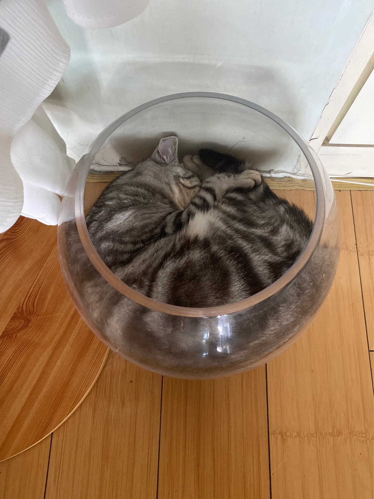 猫图片|宠物猫|猫咪|