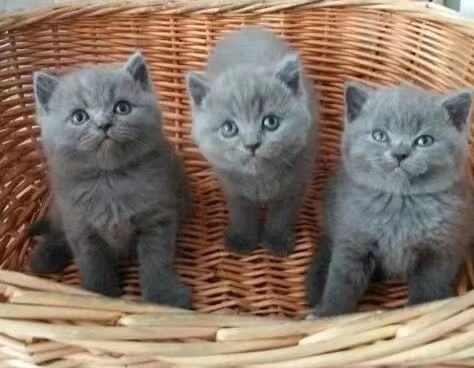 猫图片|宠物猫|猫咪|