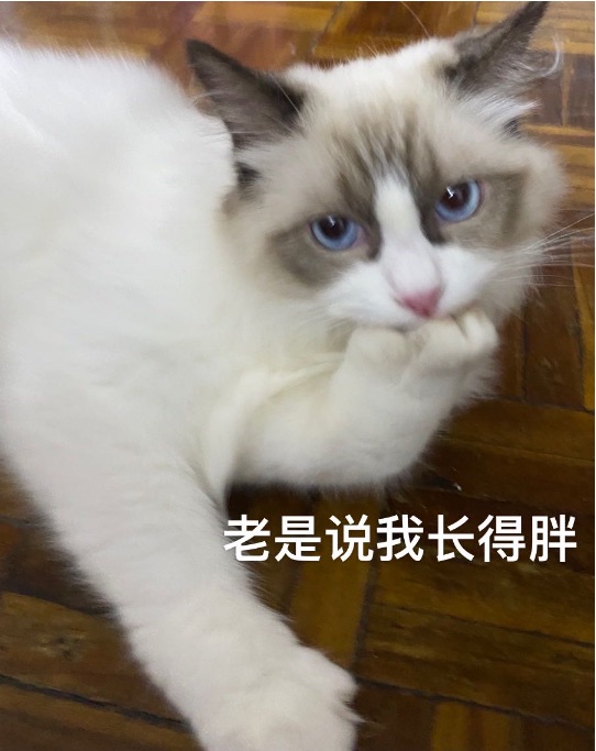猫图片|宠物猫|猫咪|