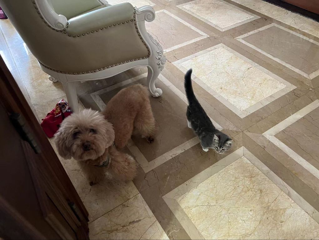 猫图片|宠物猫|猫咪|