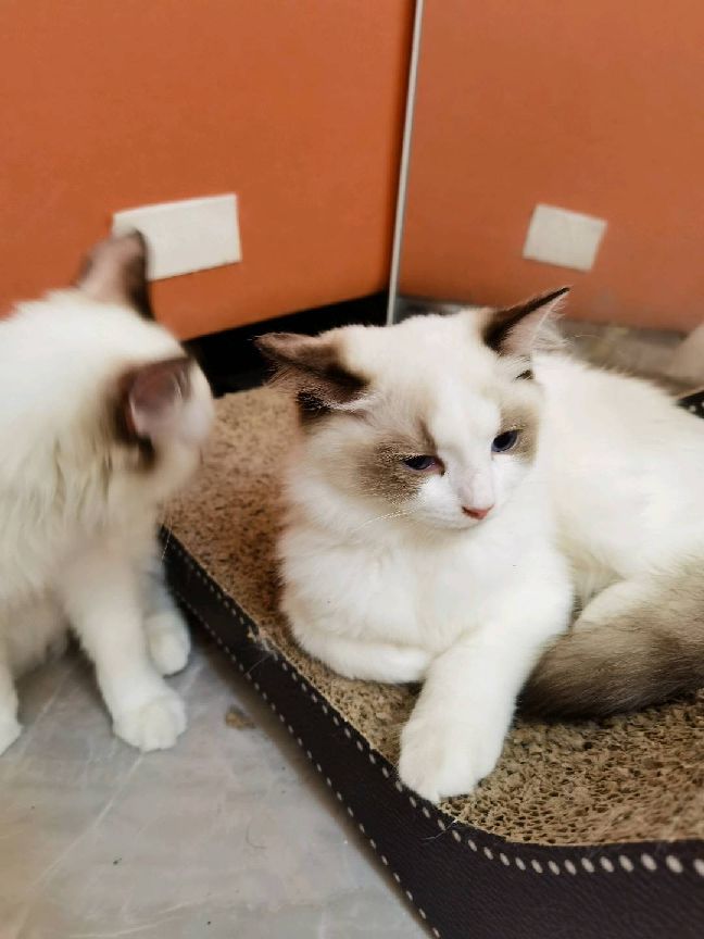 猫图片|宠物猫|猫咪|