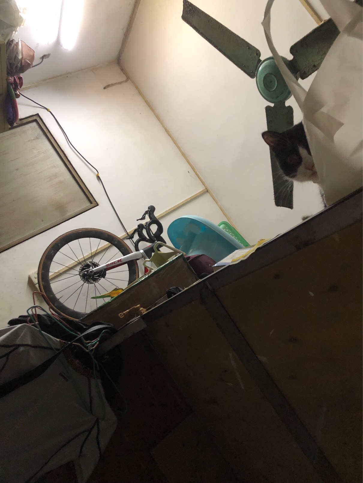 猫图片|宠物猫|猫咪|