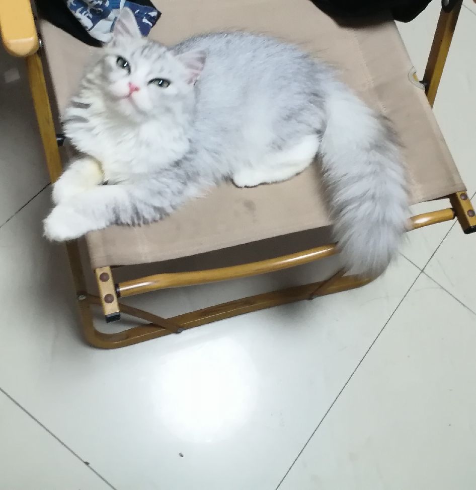 猫图片|宠物猫|猫咪|
