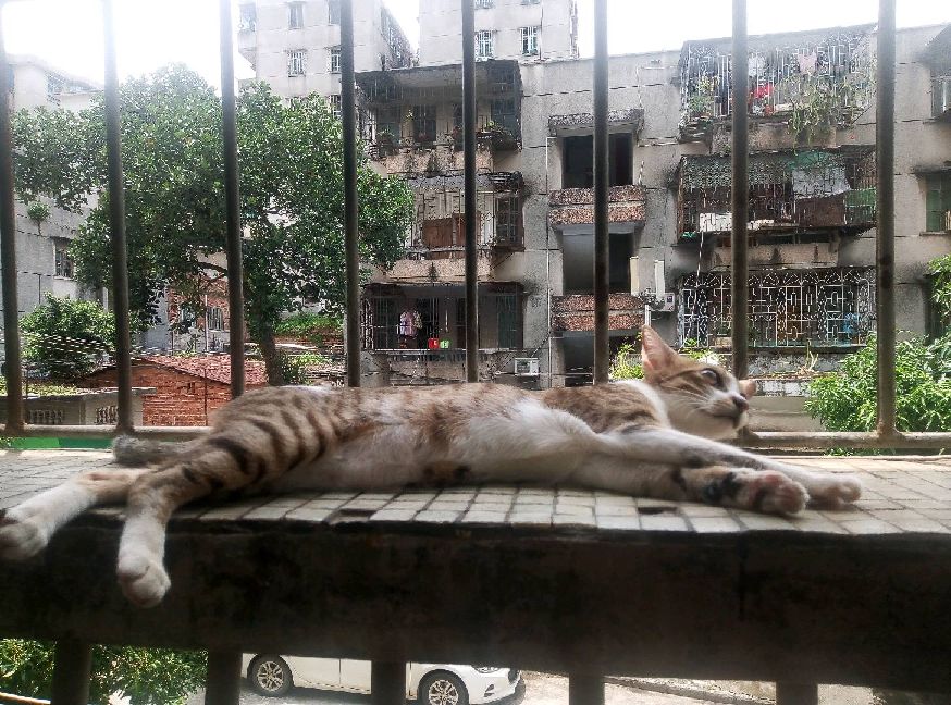 猫图片|宠物猫|猫咪|