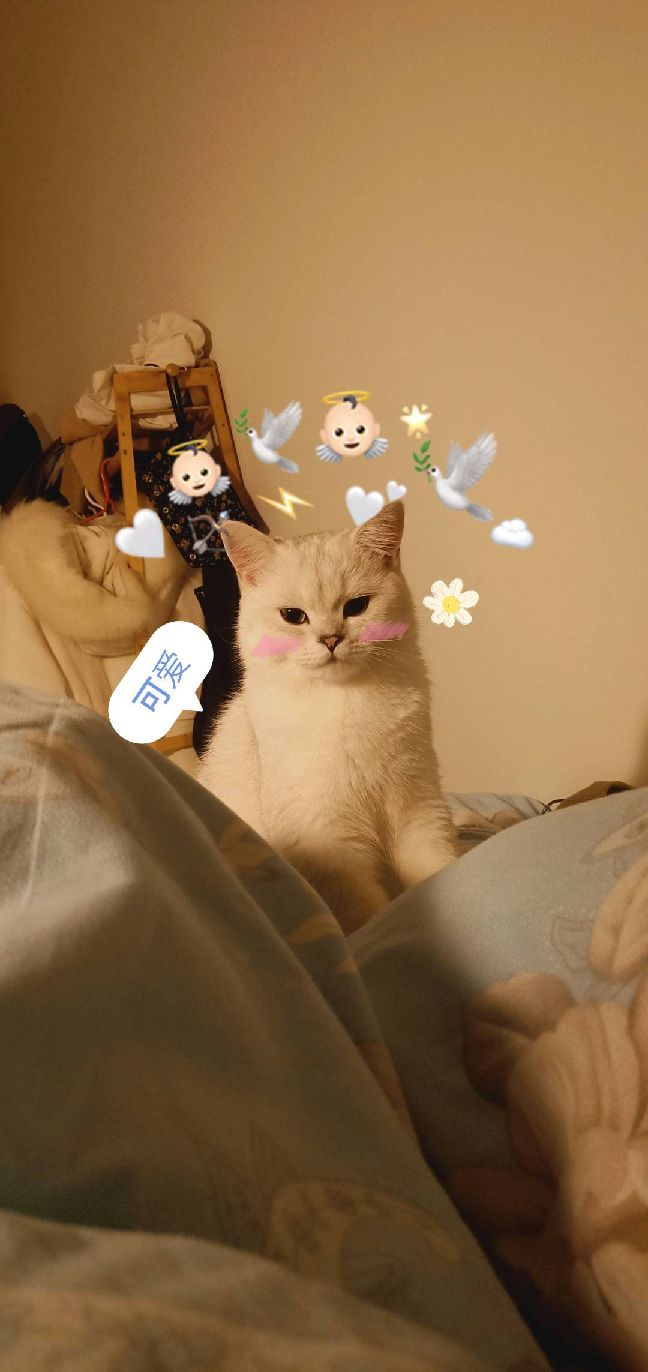 猫图片|宠物猫|猫咪|