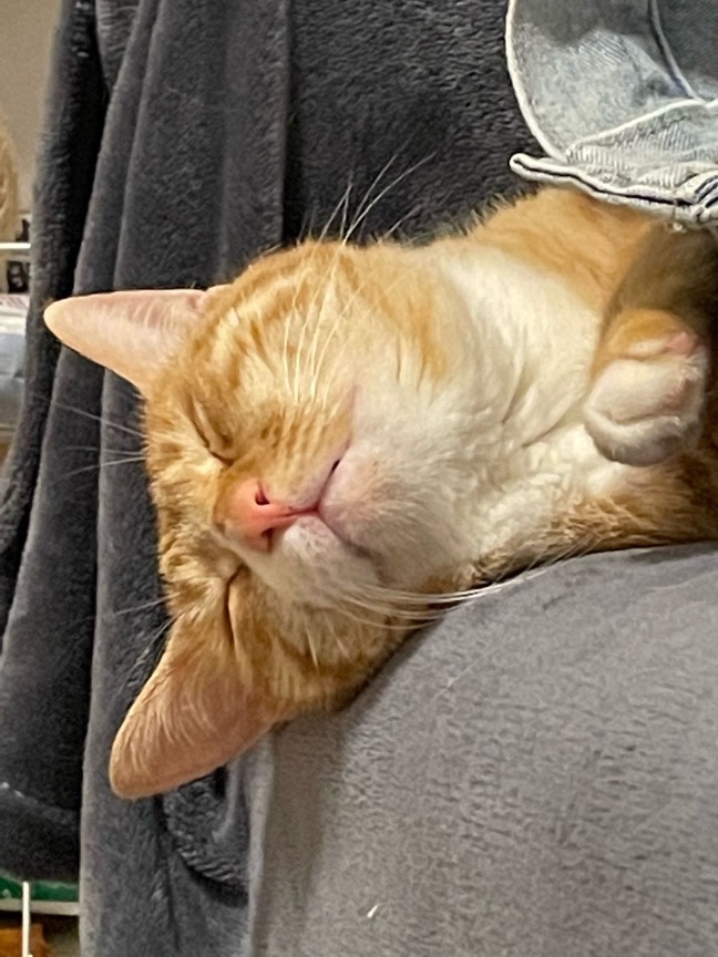 猫图片|宠物猫|猫咪|