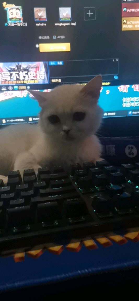 猫图片|宠物猫|猫咪|