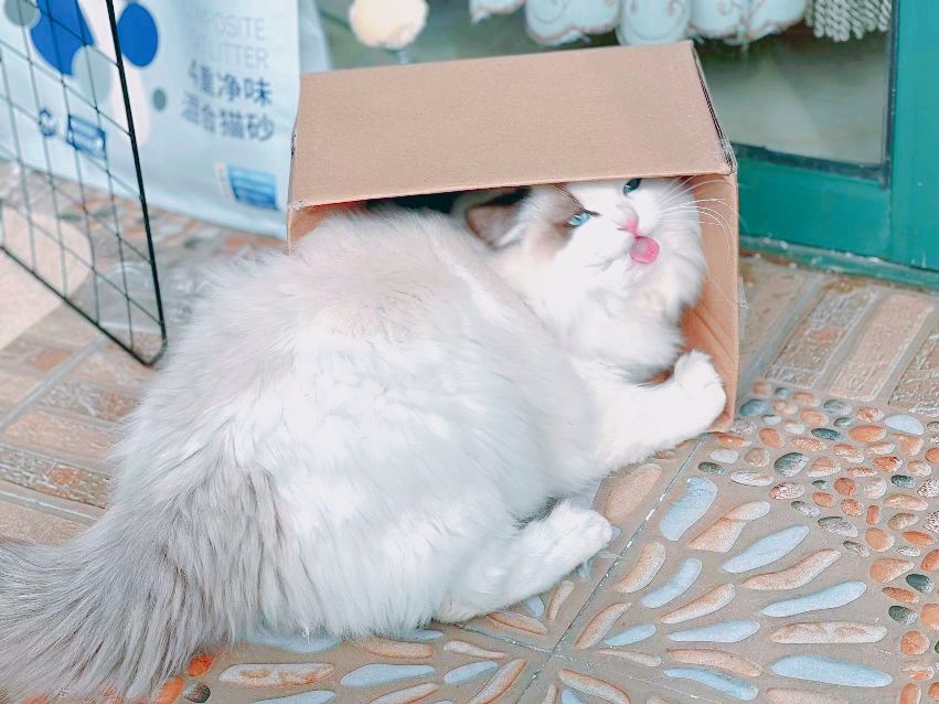 猫图片|宠物猫|猫咪|