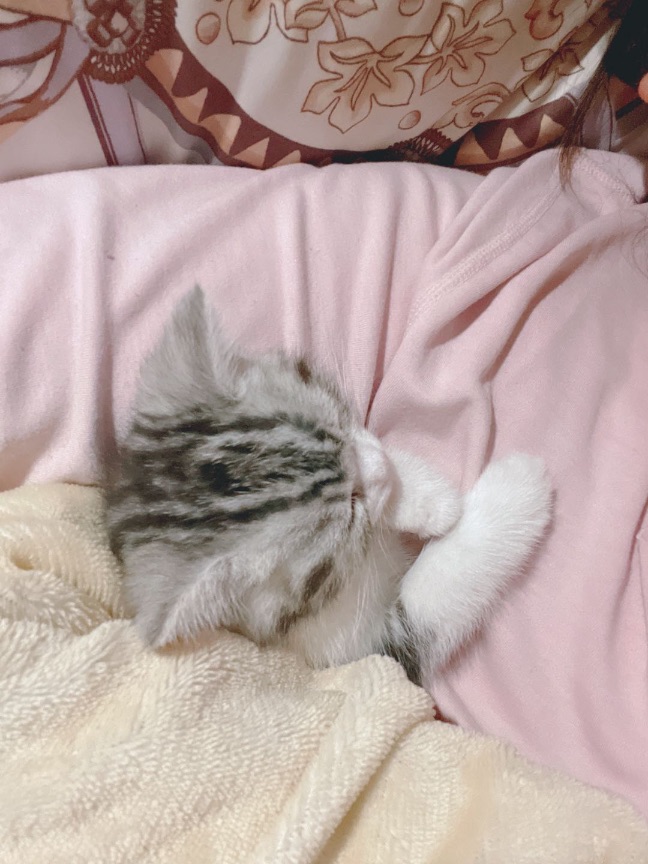 猫图片|宠物猫|猫咪|