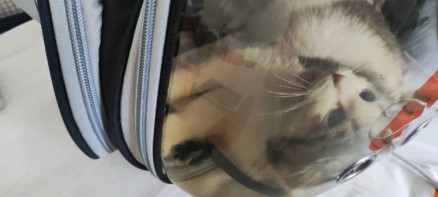 猫图片|宠物猫|猫咪|