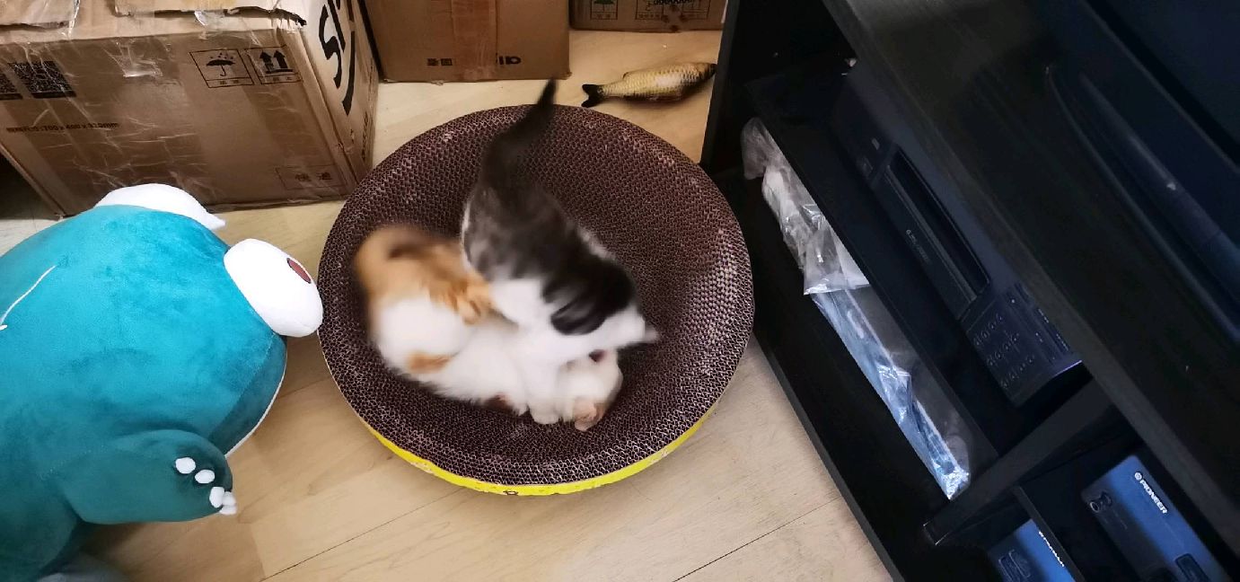 猫图片|宠物猫|猫咪|