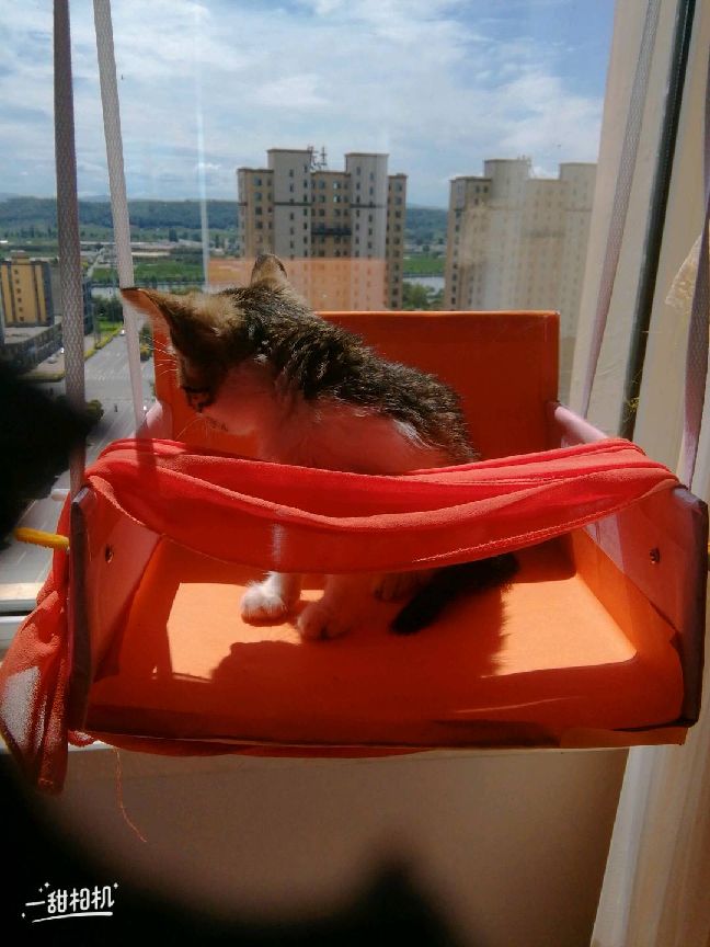 猫图片|宠物猫|猫咪|