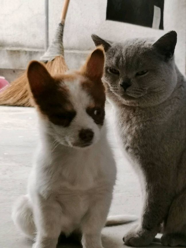 猫图片|宠物猫|猫咪|